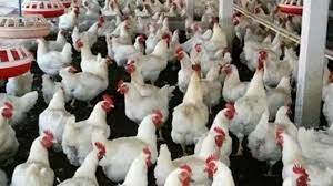 poultry farm